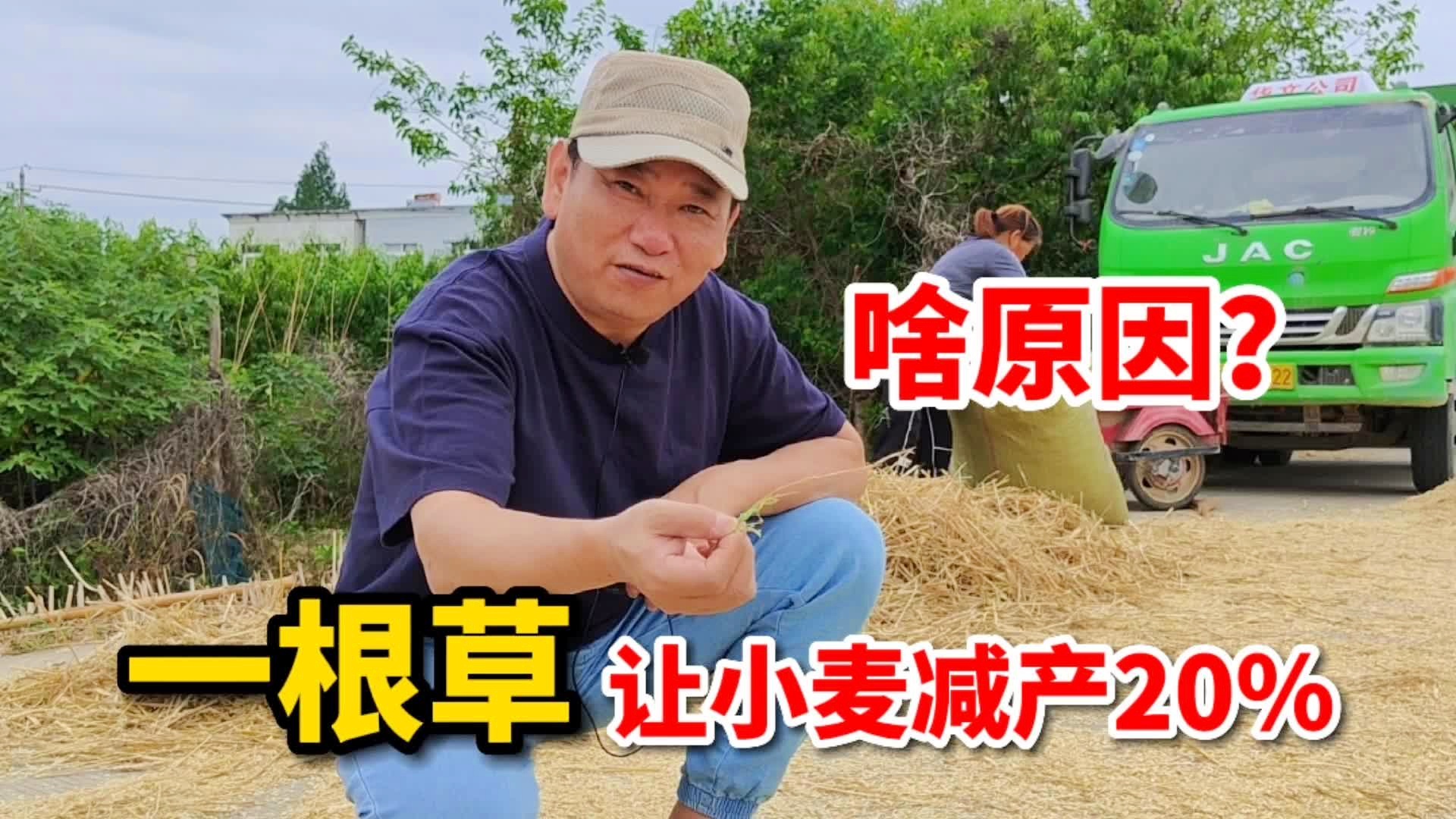 开心农村：小麦收购价的上涨与市场供求关系密切相关